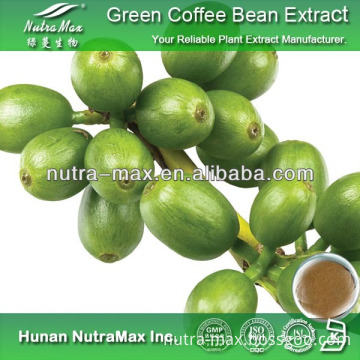 100% Pure Green Coffee Bean Extract 50 Chlorogenic acid Weight Loss